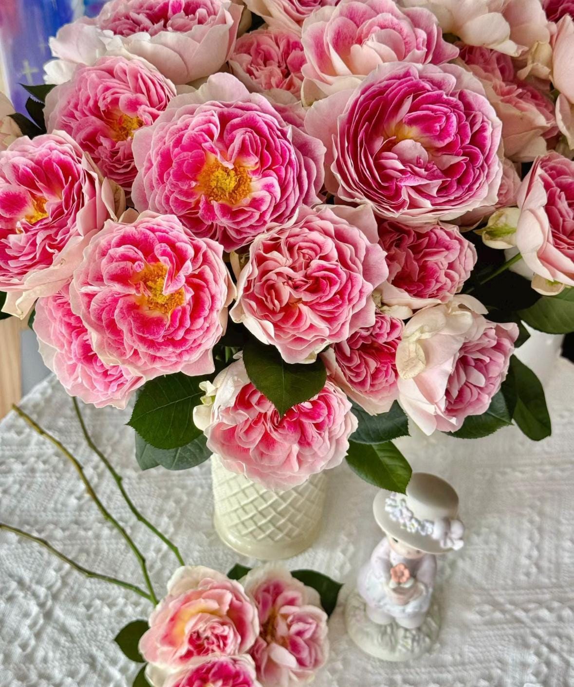 Rose “Holiday Island Guernsey”根西 Rare Cut Rose Live Shrub Plant, 1 Gallon