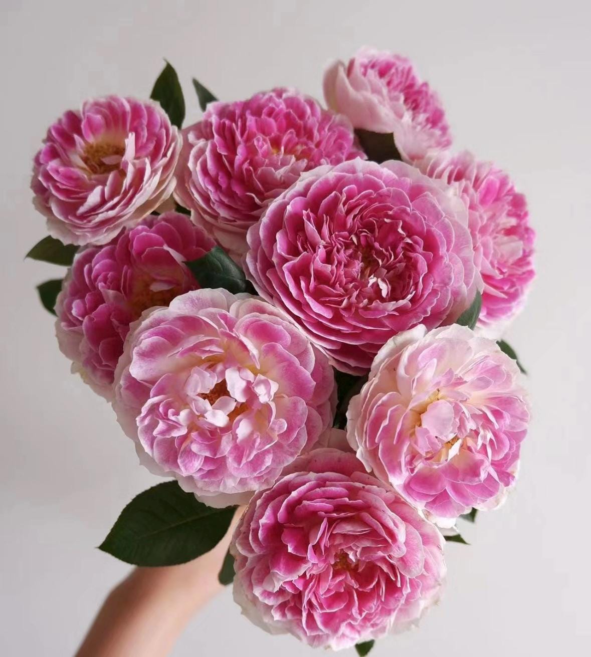 Rose “Holiday Island Guernsey”根西 Rare Cut Rose Live Shrub Plant, 1 Gallon