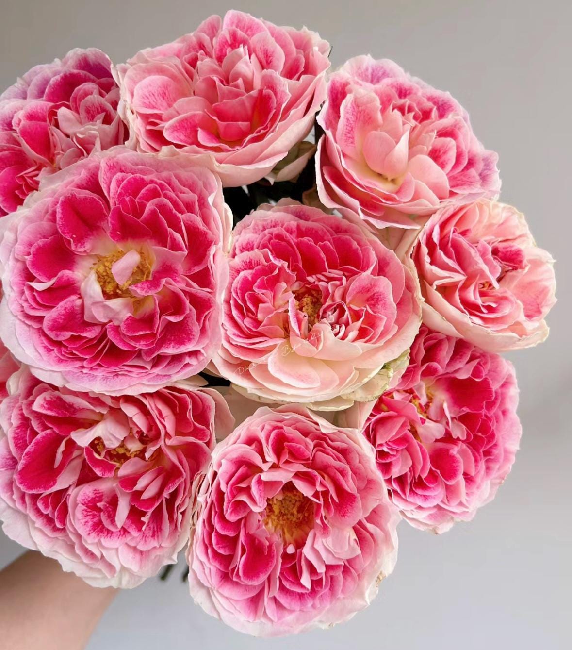 Rose “Holiday Island Guernsey”根西 Rare Cut Rose Live Shrub Plant, 1 Gallon