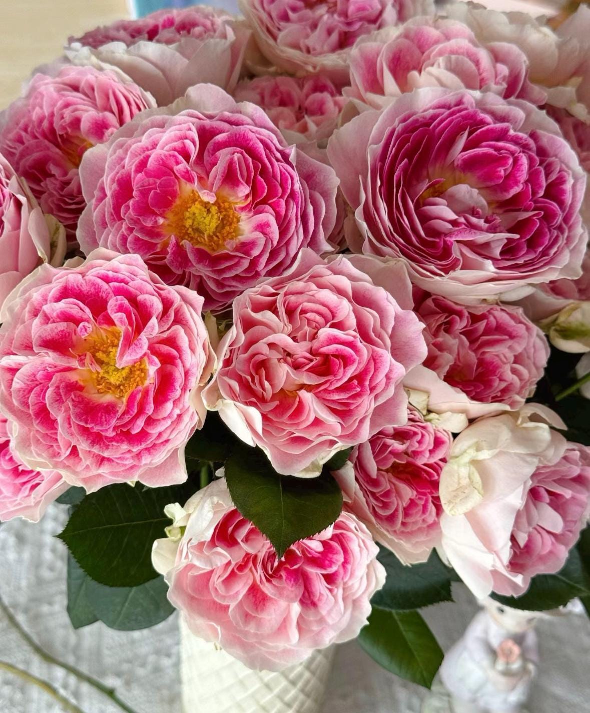 Rose “Holiday Island Guernsey”根西 Rare Cut Rose Live Shrub Plant, 1 Gallon