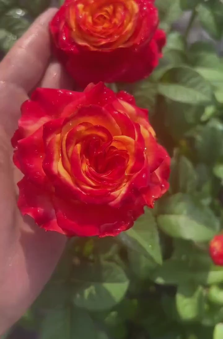 Rose“Estoril”火焰 Cut Flower Rose Live Shrub, 1 Gallon Ownroot