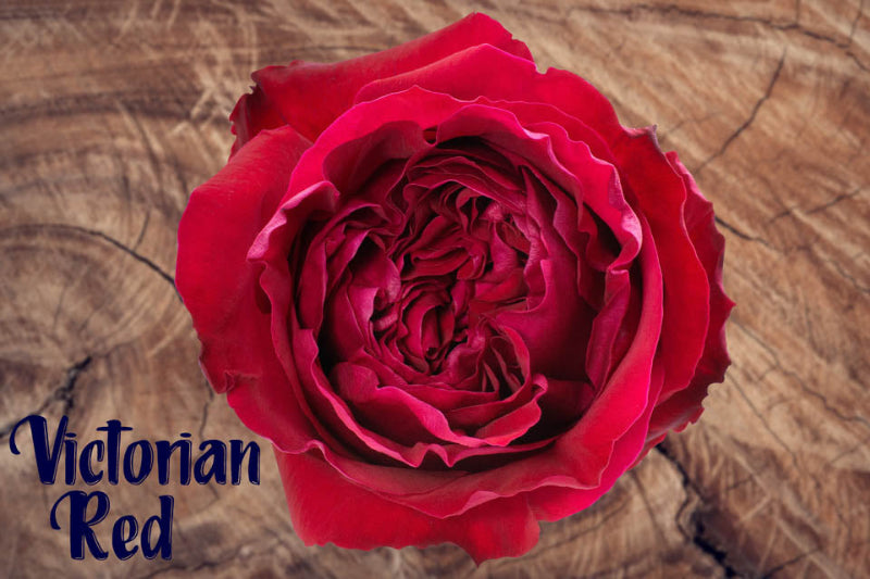 Rose VICTORIAN RED (Ecuador)